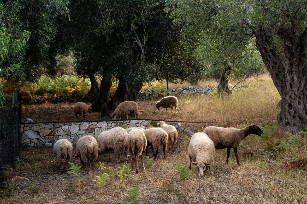 Filoxenia - The Place Of Experience Himare Buitenkant foto
